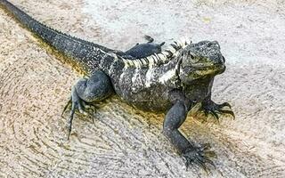 Iguana on ground floor in Puerto Escondido Mexico. photo