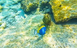 Snorkeling underwater views fish Corals turquoise water Rasdhoo island Maldives. photo