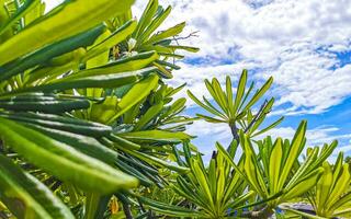 arbusto de plumeria con flores blancas y amarillas en méxico. foto