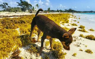 marrón lindo divertido perro jugar juguetón en la playa méxico. foto