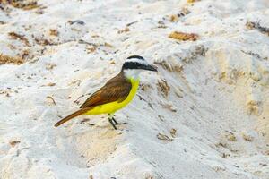 Great Kiskadee yellow bird birds eating sargazo on beach Mexico. photo