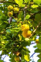 Kou Cordia subcordata flowering tree with orange flowers in Mexico. photo