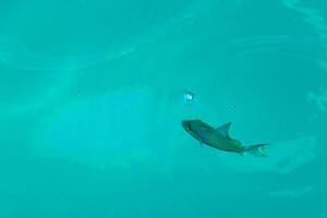 Snorkeling underwater views fish Corals turquoise water Rasdhoo island Maldives. photo