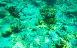 Snorkeling underwater views fish Corals turquoise water Rasdhoo island Maldives. photo