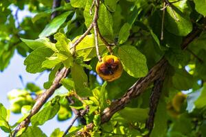 Kou Cordia subcordata flowering tree with orange flowers in Mexico. photo