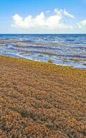 Beautiful Caribbean beach totally filthy dirty nasty seaweed problem Mexico. photo