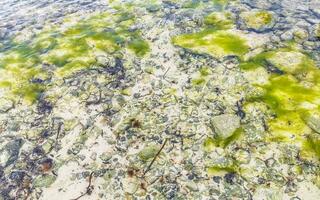 Stones rocks corals turquoise green blue water on beach Mexico. photo