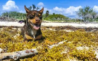 Brown cute funny dog play playful on the beach Mexico. photo