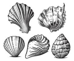 Seashell collection hand drawn sketch vector illustration Sea animals