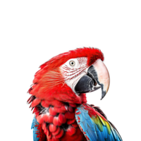 guacamayo loro aislado en transparente fondo, creado con generativo ai png