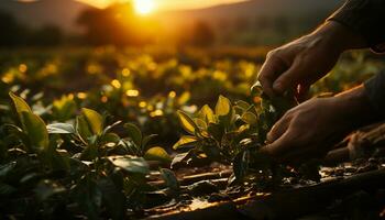 Artistic recreation of hands picking tea leaves at sunset. Illustration AI photo