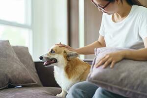 Woman playing with her dog at home lovely corgi on sofa in living room. photo