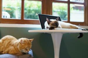 Cat on laptop working from home with cat. cat asleep on laptop keyboard assistant cat working at Laptop. photo