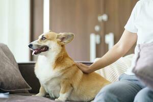 Woman playing with her dog at home lovely corgi on sofa in living room. photo