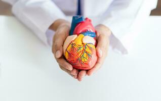 médico con anatómico modelo de humano corazón cardiólogo apoyos el corazón. corazón diagnosticar médico chequeo cardiólogo en examen habitación foto