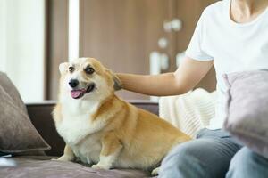 Woman playing with her dog at home lovely corgi on sofa in living room. photo