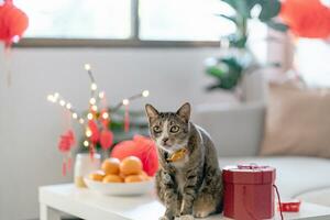 Cat prepare Chinese New Year Celebrations at home. cute domestic shorthair cat putting traditional pendant to the Chinese Lunar New Year for good luck. Chinese word means blessing photo