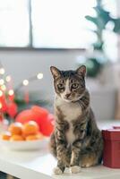 Cat prepare Chinese New Year Celebrations at home. cute domestic shorthair cat putting traditional pendant to the Chinese Lunar New Year for good luck. Chinese word means blessing photo