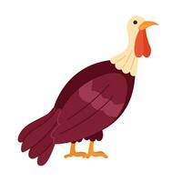 Doméstico Turquía pájaro 2d dibujos animados personaje. aves de corral agricultura aislado vector animal blanco antecedentes. salvaje pavo macho acción de gracias. noviembre otoñal campo pájaro color plano Mancha ilustración