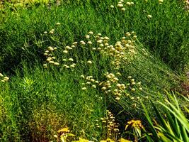 Cancrinia without petals. Yellow flowers on a background of green grass. Cancrinia chrysocephala. photo