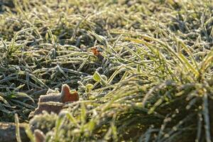 green grass covered with frost in the morning light photo