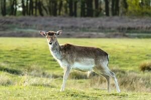 barbecho ciervo en el nacional parque Ámsterdam duinen de agua, el Países Bajos. foto