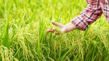 female farmer's hand holding ears of golden rice for examining or checking maturity of rice before harvest in organic paddy field,concept of agriculture,seasonal rice planting,rice yield,rice research photo