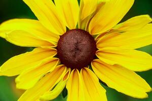 Yellow flower rudbeckia goldsturm photo