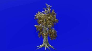 Tree animation - sassafras, white sassafras, red sassafras, silky sassafras, sassafras albidum - green screen chroma key - winter snow A3 video