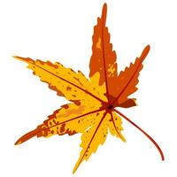 Beautiful yellow, orange, red autumn leaves in the autumn vector