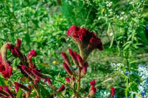 crestado cresta de gallo flor, científicamente conocido como celosia Argentea cristata tener semejanza a un de gallo peine, presentando vibrante, crestado, y alborotado floraciones ese ven en un rango de colores púrpura. foto