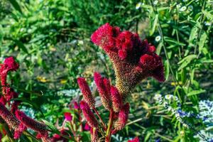 Crested Cockscomb Flower, scientifically known as Celosia argentea cristata have resemblance to a rooster's comb, featuring vibrant, crested, and ruffled blooms that come in a range of colors purple. photo