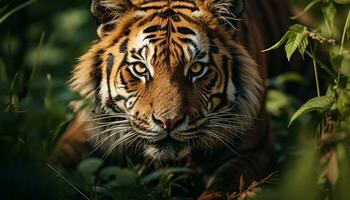 Majestic Bengal tiger, fierce and wild, hides in tropical rainforest generated by AI photo