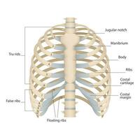 Bones of the human chest. Bones of the chest with the name and description of all areas. Internal view. Human anatomy. Skeletal system for a medicine poster vector