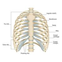 Bones of the human chest. Bones of the chest with the name and description of all areas. Internal view. Human anatomy. Skeletal system for a medicine poster vector