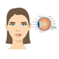 anatómico diagrama de el humano ojo. cruzar sección de un sentido Organo con todas componentes tal como el lente, retina, óptico nervio , y iridiscente piel de el iris. médico infografía con lado y lado vector