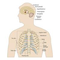 Bones of the human chest. Bones of the chest with the name and description of all areas. Internal view. Human anatomy. Skeletal system for a medicine poster vector