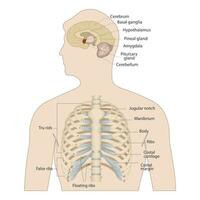 Bones of the human chest. Bones of the chest with the name and description of all areas. Internal view. Human anatomy. Skeletal system for a medicine poster vector