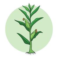 hand drawn corn plant illustration vector