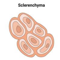 Sclerenchyma Science Design Vector Illustration