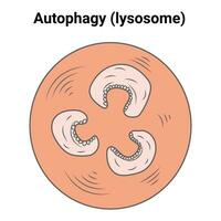 Autophagy Lysosome Science Design Vector Illustration