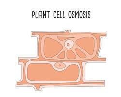 Plant Cell Osmosis Science Design Vector Illustration