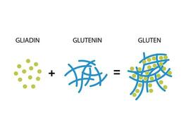 Gluten Formation. Disulfide Bond Formation From Two Molecules, Gliadin and Glutenin vector