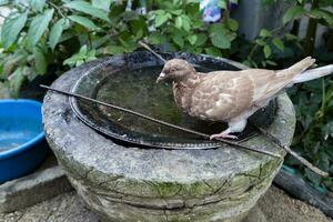 A asian grey pigeon in a bowl of water at the garden, Laos. photo