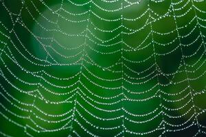 natural antecedentes. telarañas en Rocío gotas en un verde planta foto