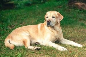 Thoroughbred beautiful Labrador lying on the grass photo