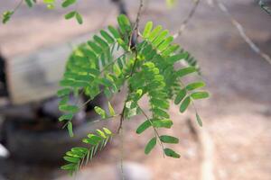 view of tamarind leaves with blurred background photo