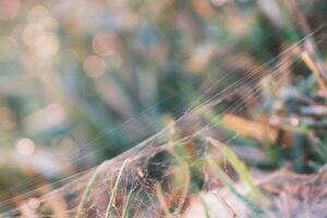 araña web en césped hojas en luz de sol Mañana con bokeh hermosa antecedentes foto