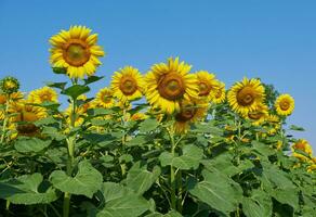 Sunflower field spring, Summer natural plant blossom flower photo