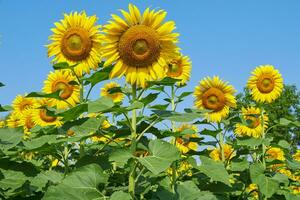 Sunflower field spring, Summer natural plant blossom flower photo